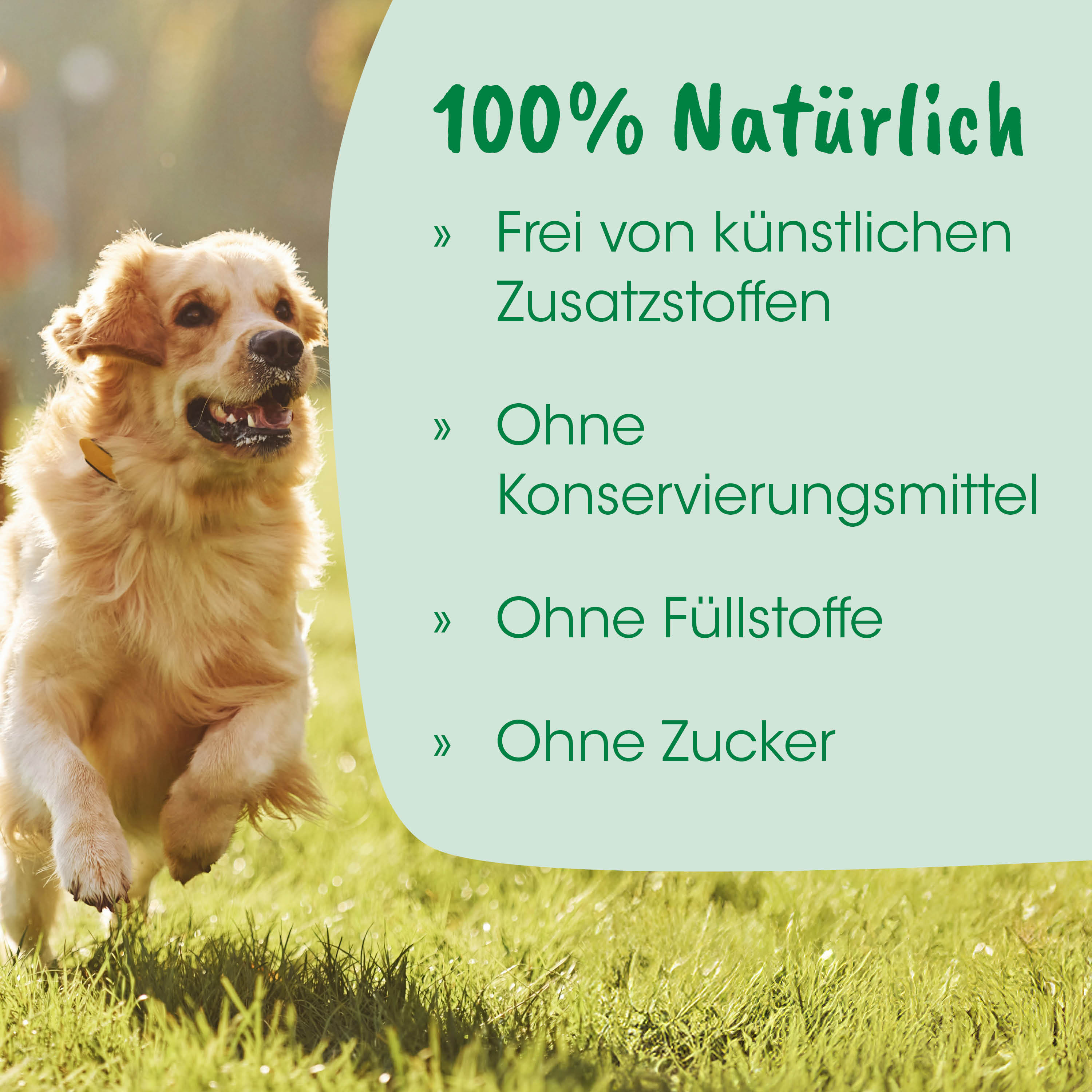 Hund, Golden Retriever, Haustier, Gras